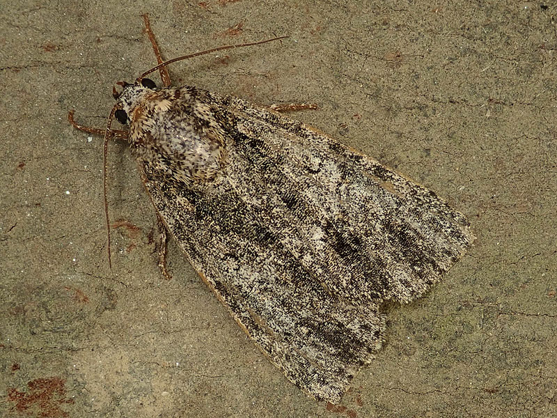 Noctuidae: Acronicta rumicis